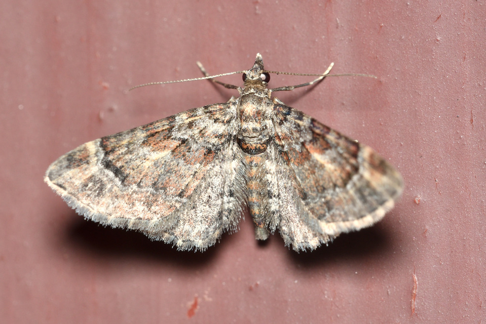 Gymnoscelis rufifasciata - vöröscsíkos törpearaszoló