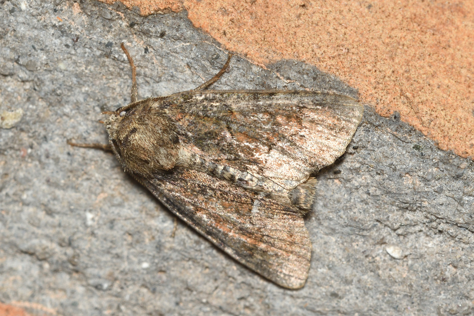 Oligia strigilis/latruncula/versicolor
