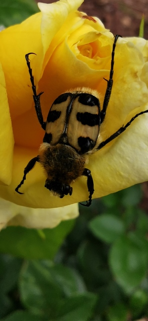 Trichius sexualis - keleti prémesbogár