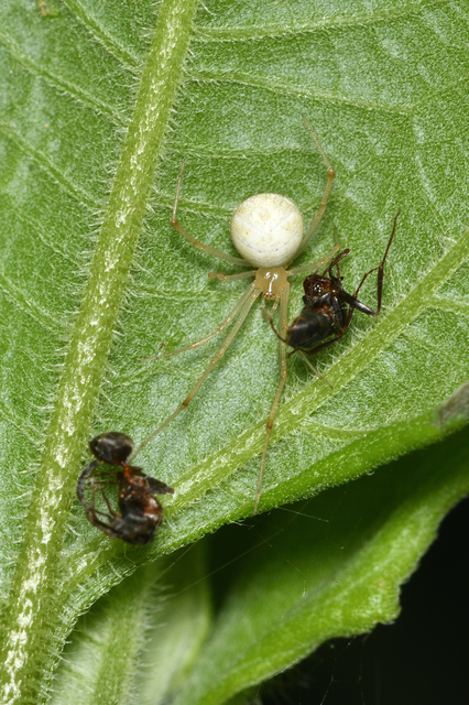 Enoplognatha ovata/latimana