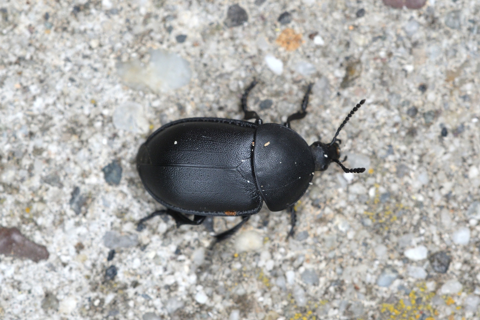 Ablattaria laevigata - sima csigarabló