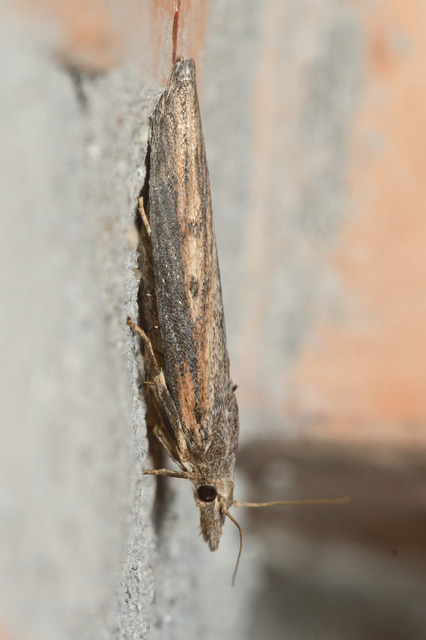 Lamoria zelleri - koldusmoly