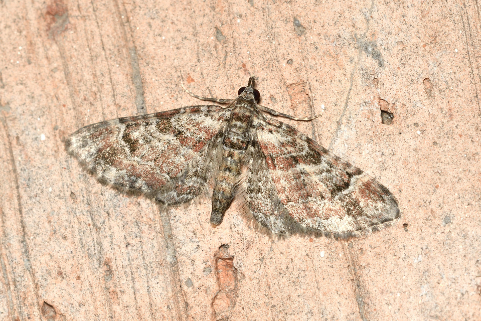 Gymnoscelis rufifasciata - vöröscsíkos törpearaszoló