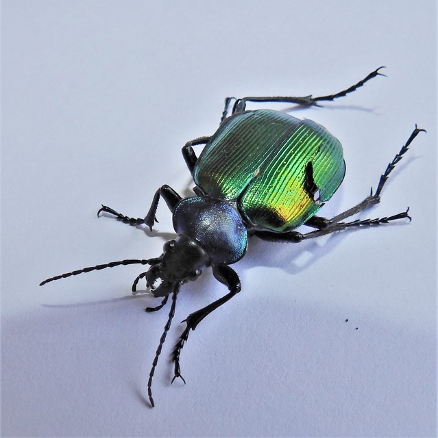 Calosoma sycophanta - aranyos bábrabló