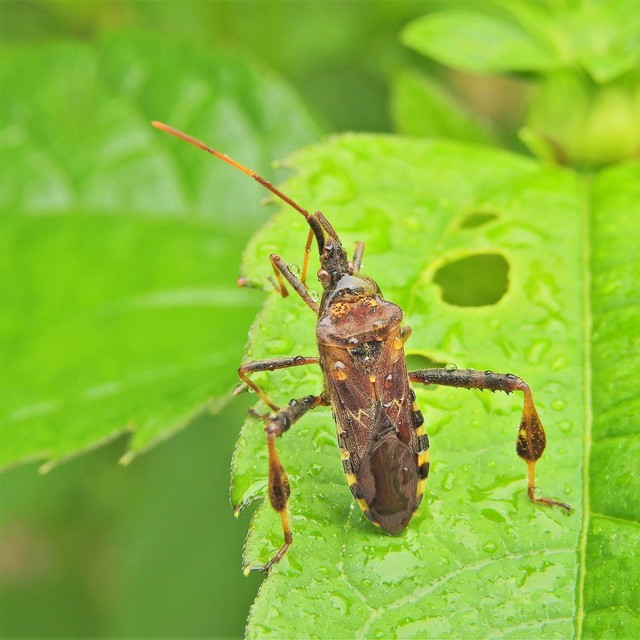 Leptoglossus occidentalis - nyugati levéllábú poloska