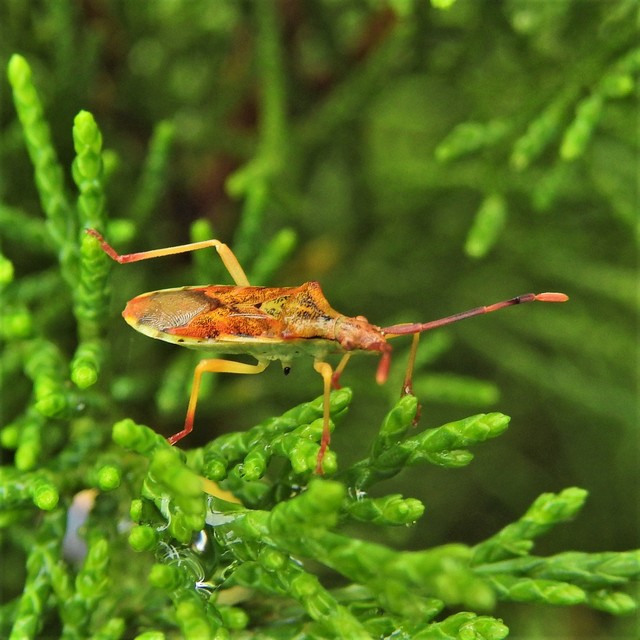 Gonocerus juniperi - boróka-karimáspoloska