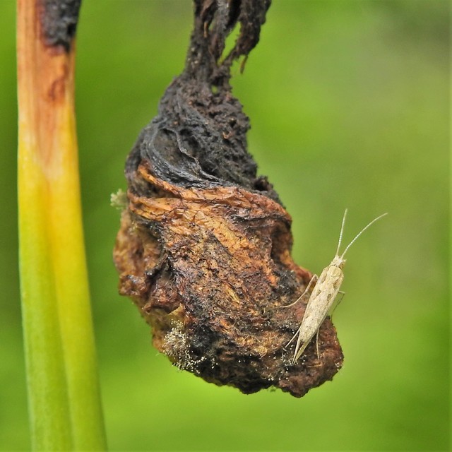 Plutella xylostella - káposztamoly