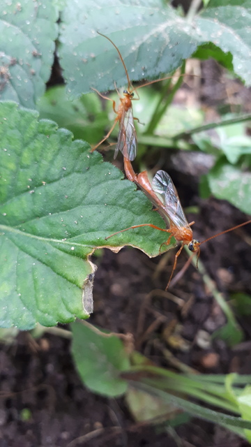 Enicospilus