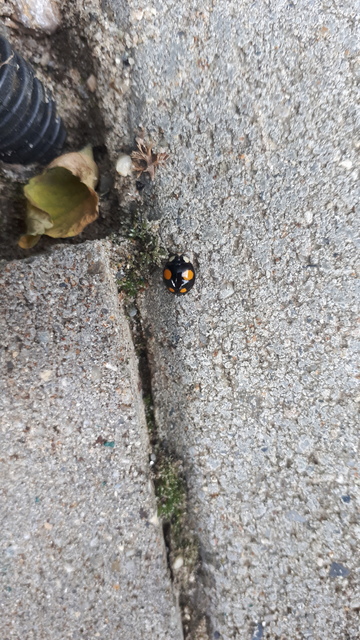 Harmonia axyridis - harlekinkatica Harmonia axyridis - harlekinkatica