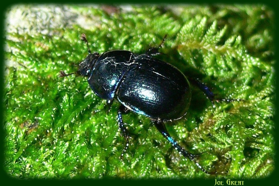 Anoplotrupes stercorosus - erdei álganéjtúró