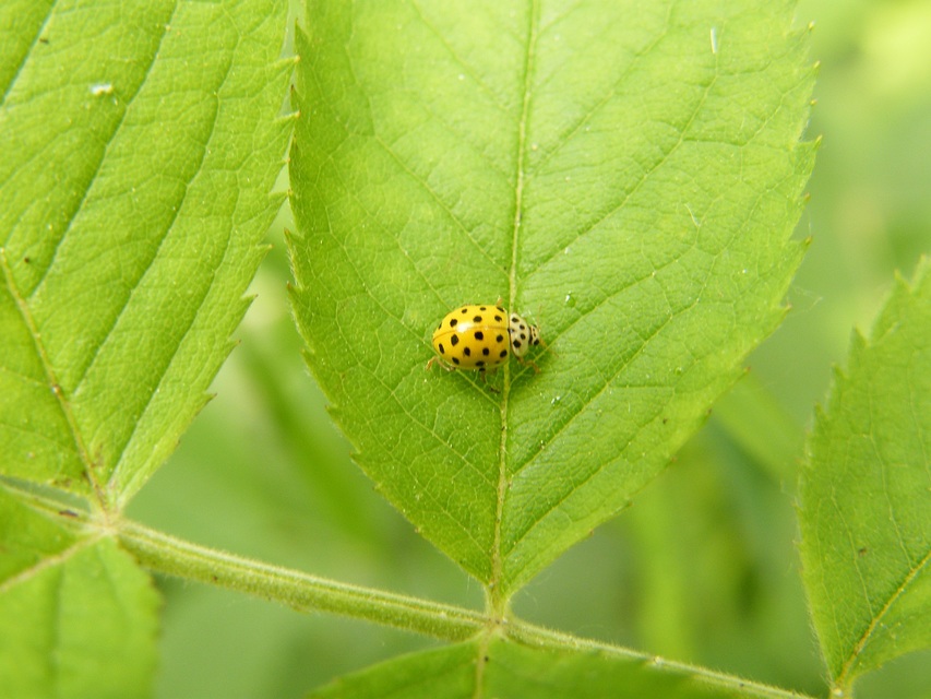 Psyllobora vigintiduopunctata - huszonkétpettyes katica