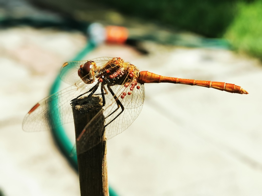 Sympetrum meridionale - fakó katona-szitakötő
