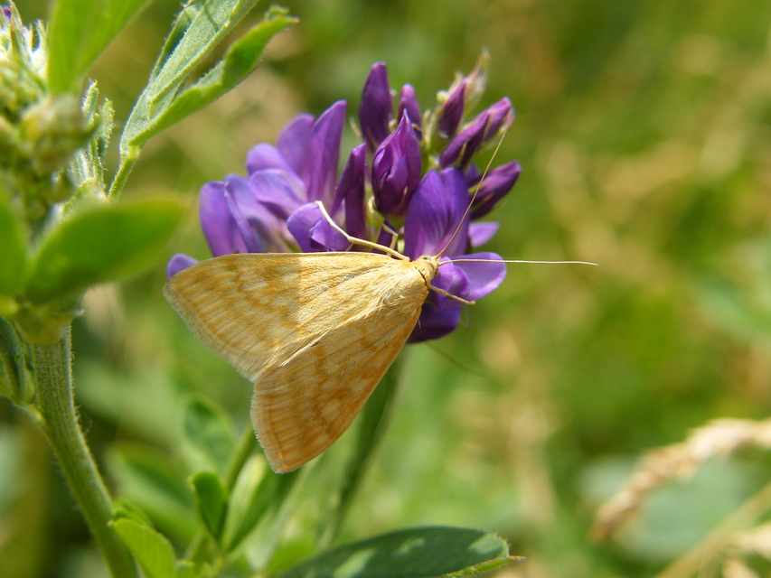 Sitochroa verticalis - világossárga dudvamoly