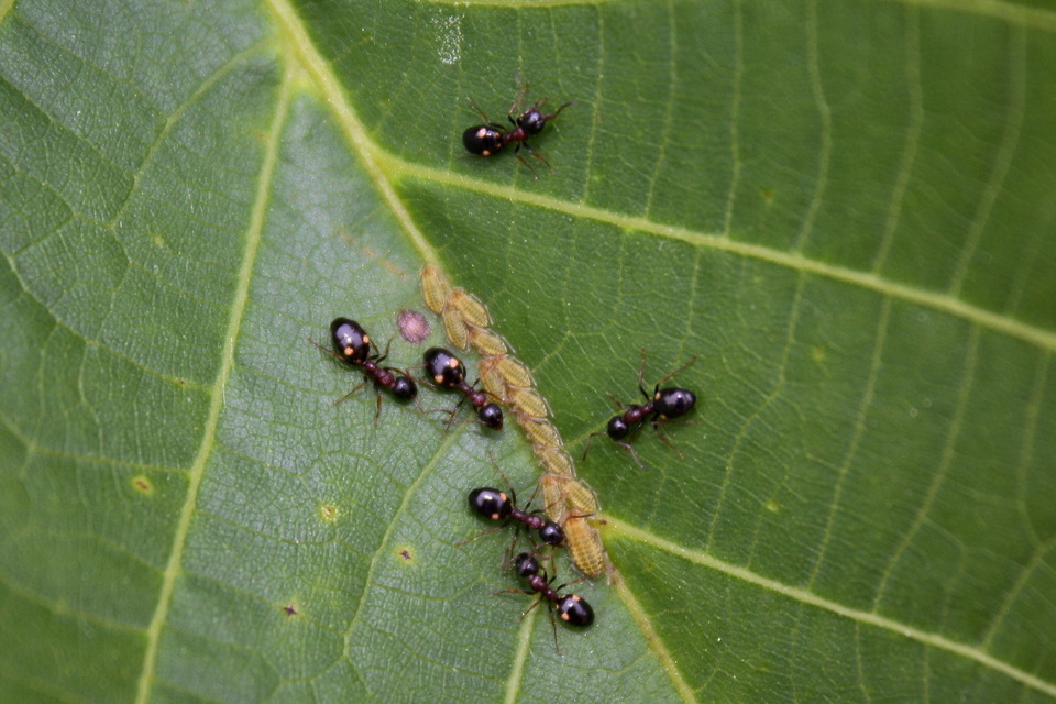 Dolichoderus quadripunctatus - négypettyes erdeihangya
