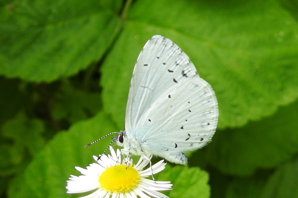 Celastrina argiolus - bengeboglárka
