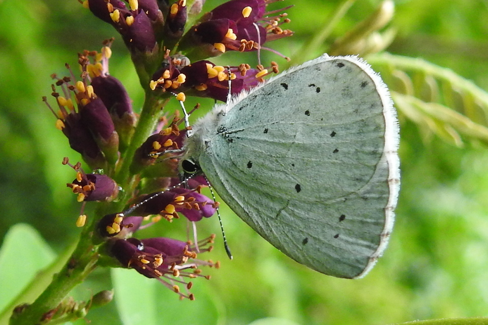 Celastrina argiolus - bengeboglárka