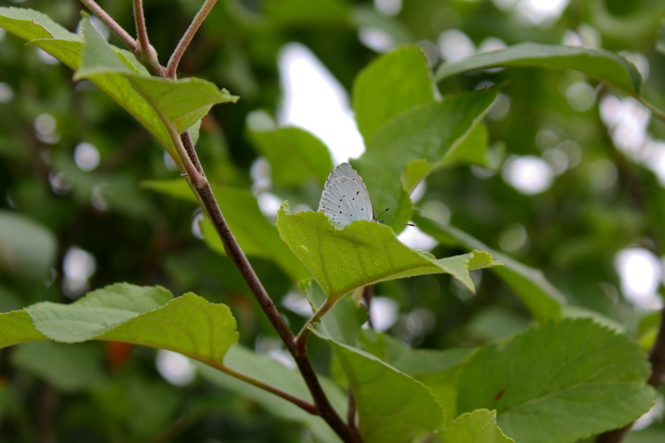 Celastrina argiolus - bengeboglárka