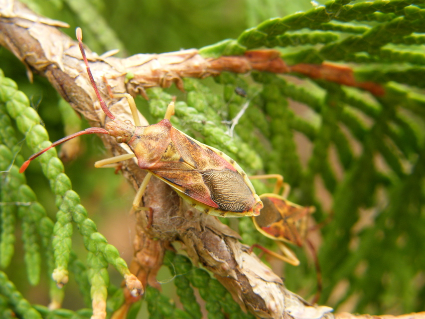 Gonocerus juniperi - boróka-karimáspoloska