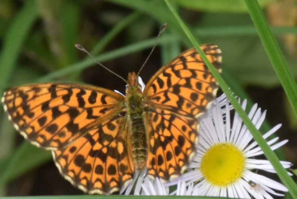 Boloria dia - kis gyöngyházlepke