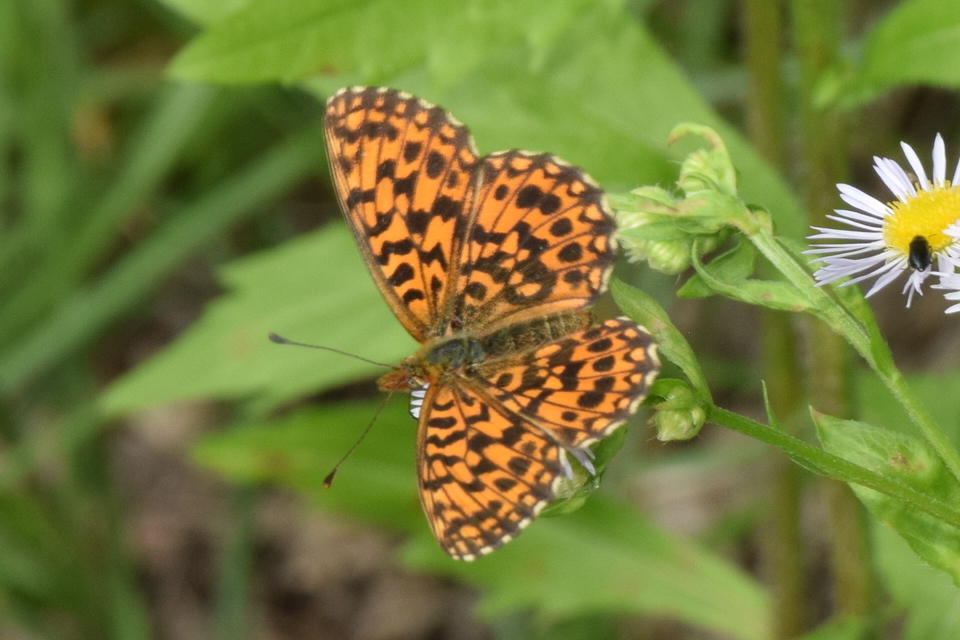 Boloria dia - kis gyöngyházlepke