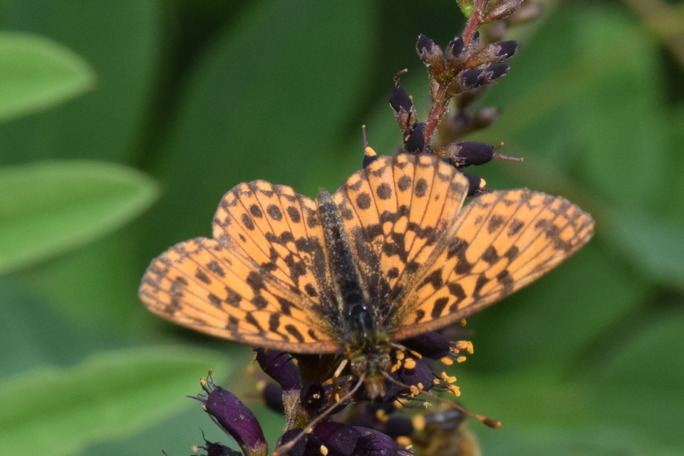 Boloria dia - kis gyöngyházlepke