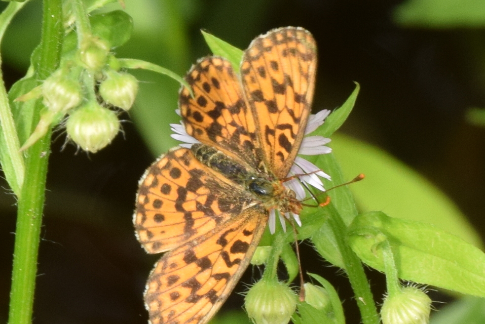 Boloria dia - kis gyöngyházlepke