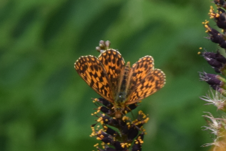 Boloria dia - kis gyöngyházlepke