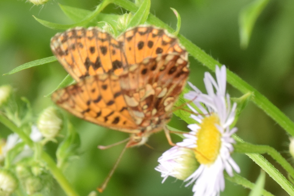 Boloria dia - kis gyöngyházlepke