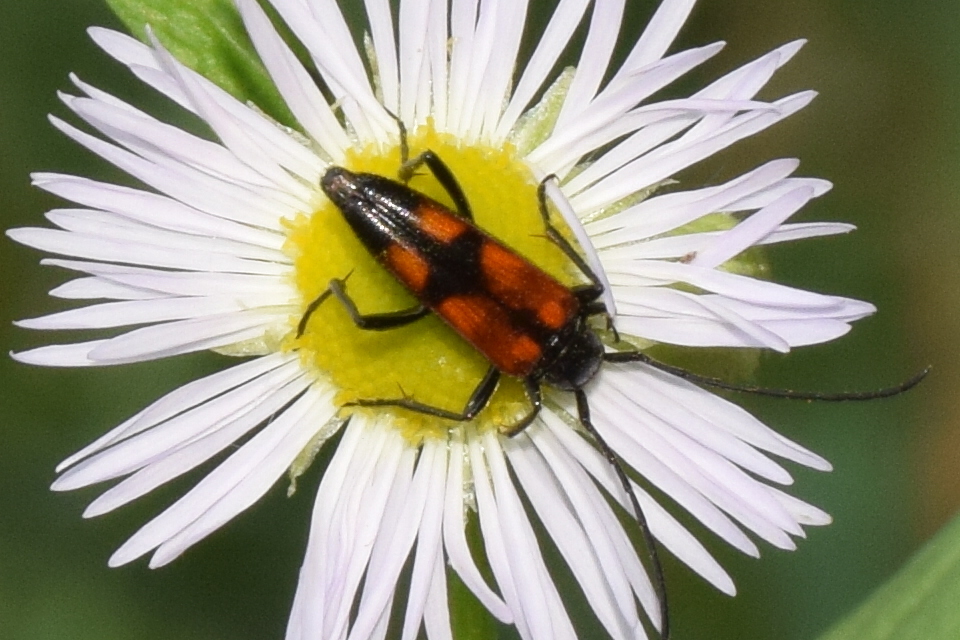 Stenurella bifasciata - kétöves karcsúcincér
