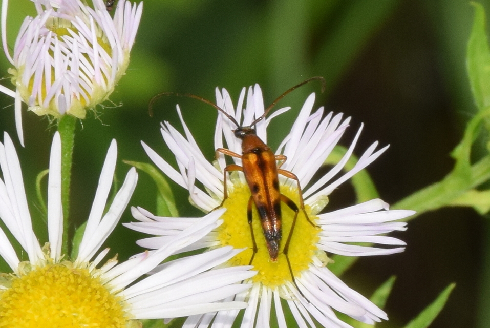 Stenurella septempunctata - hétpettyes karcsúcincér