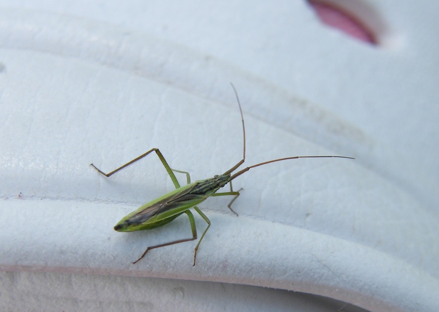 Notostira