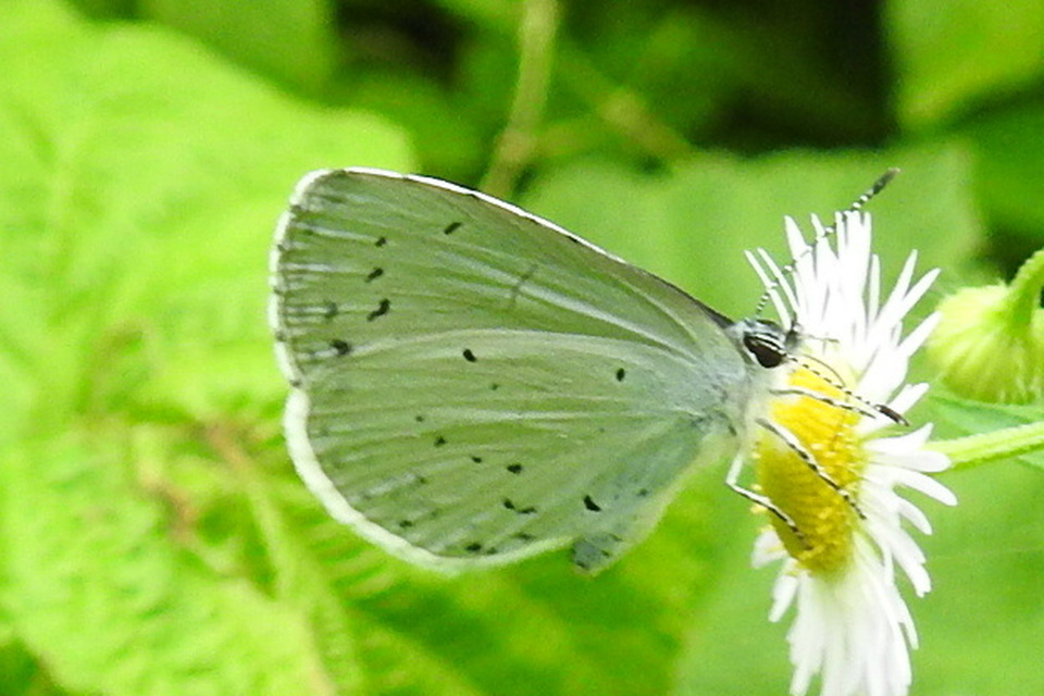 Celastrina argiolus - bengeboglárka