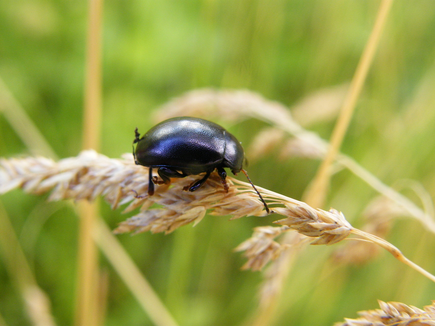 Chrysolina sturmi - vöröslábú levelész
