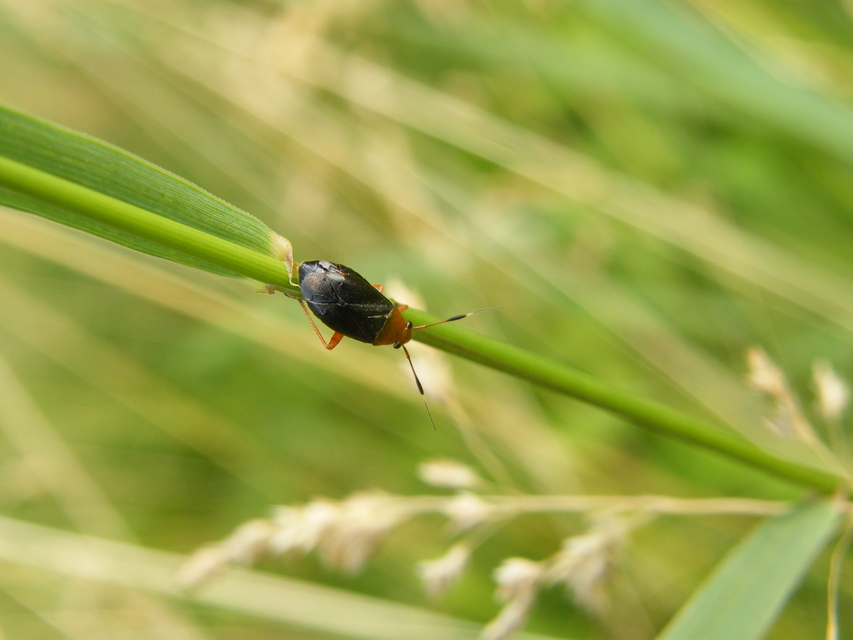 Capsus ater - fekete mezeipoloska