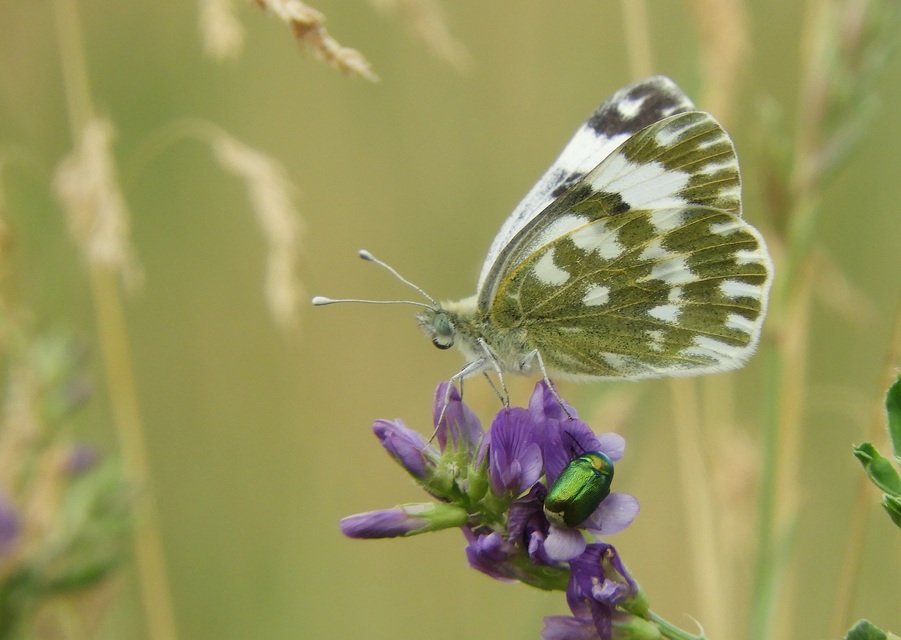 Pontia edusa - rezedalepke