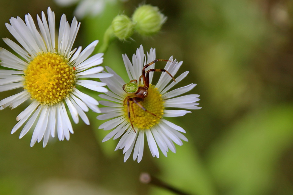 Ebrechtella tricuspidata - alakoskodó karolópók