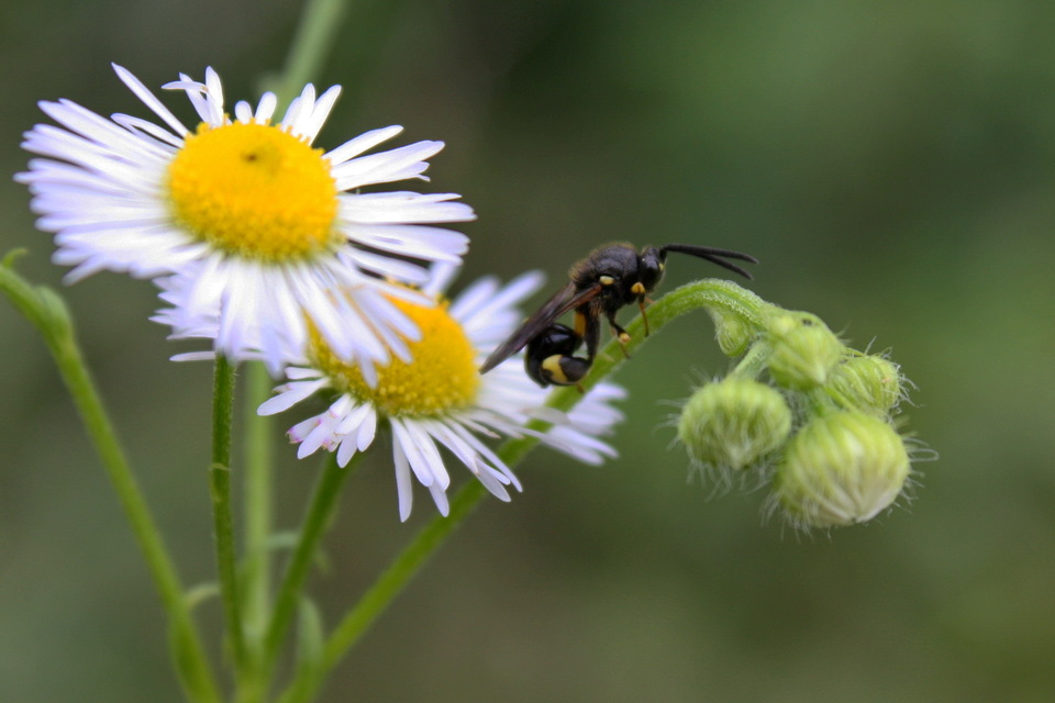 Chalcididae - vastagcombú fémfürkészek