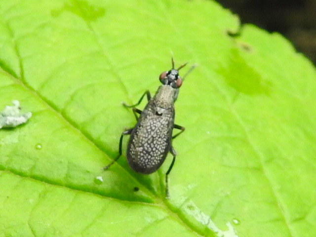 Coremacera marginata
