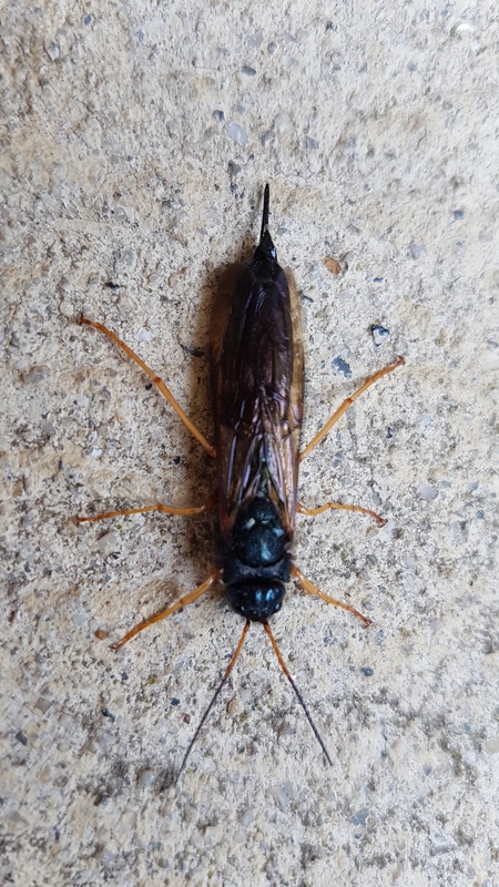 Sirex juvencus - kék fadarázs