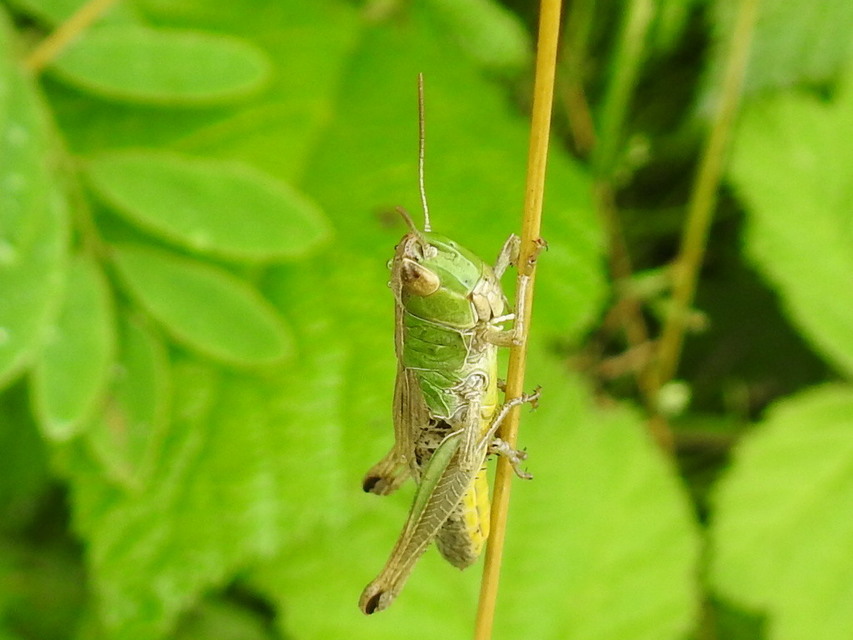 Pseudochorthippus parallelus - közönséges rétisáska