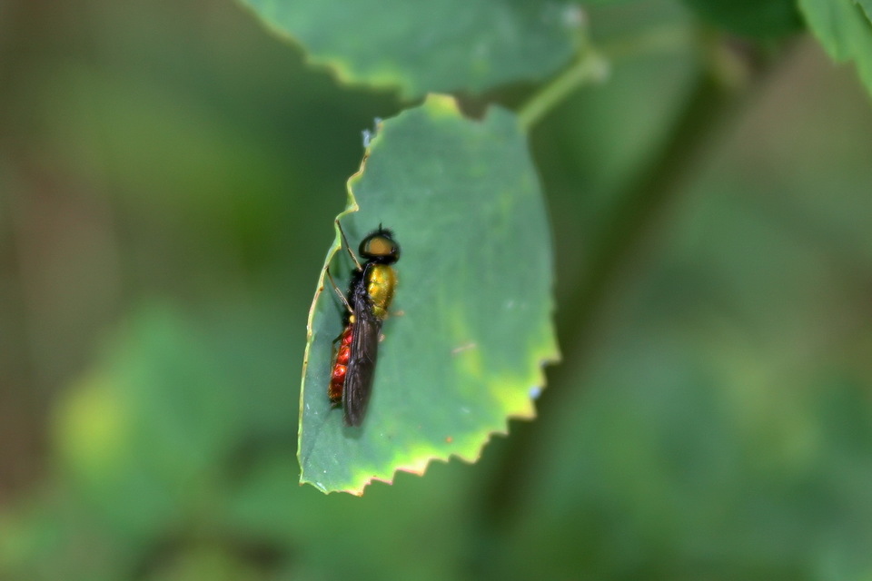 Chloromyia