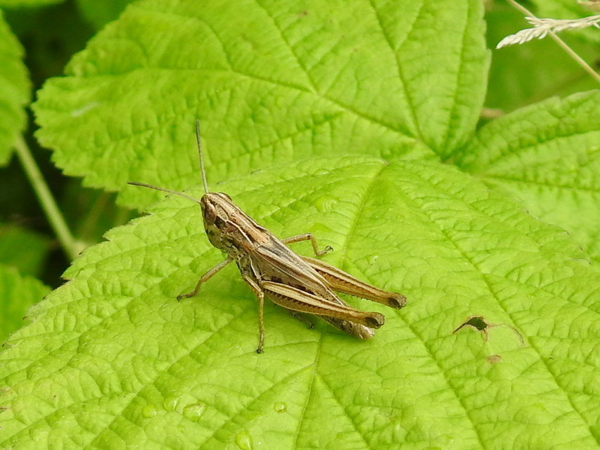 Pseudochorthippus parallelus - közönséges rétisáska