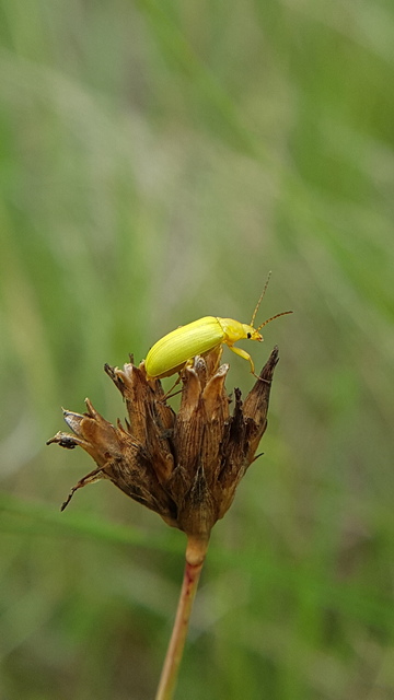 Cteniopus sulphureus - közönséges kénbogár Cteniopus sulphureus - közönséges kénbogár