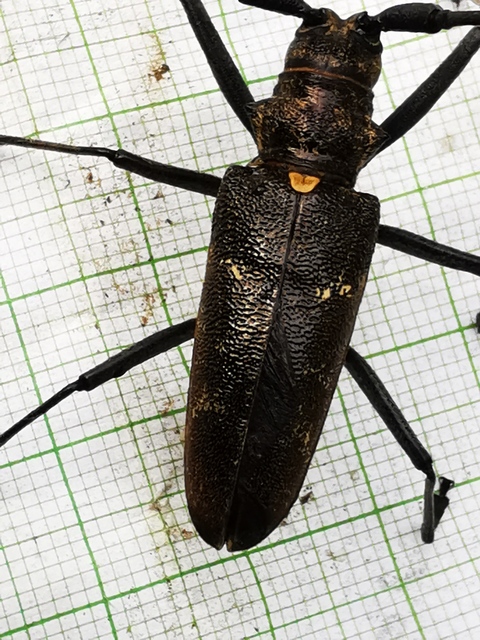 Monochamus sartor - nagy fenyvescincér