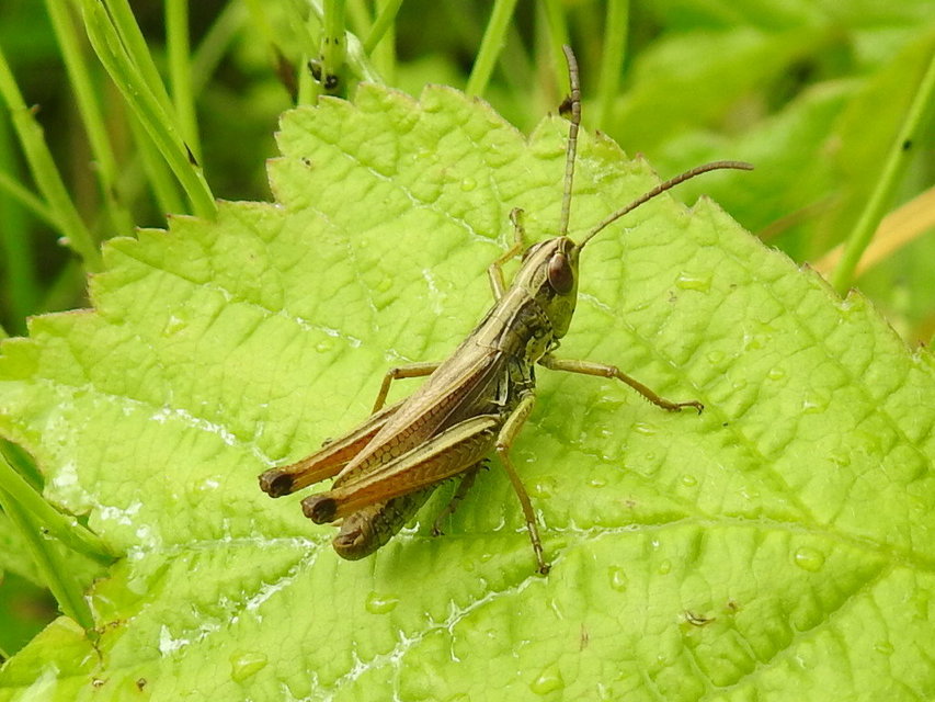 Pseudochorthippus parallelus - közönséges rétisáska