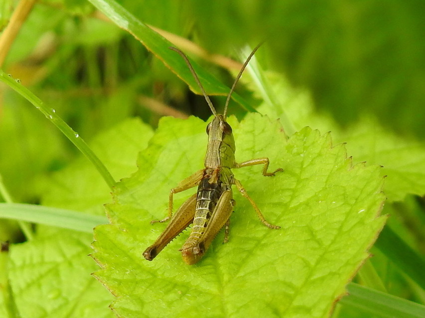 Pseudochorthippus parallelus - közönséges rétisáska