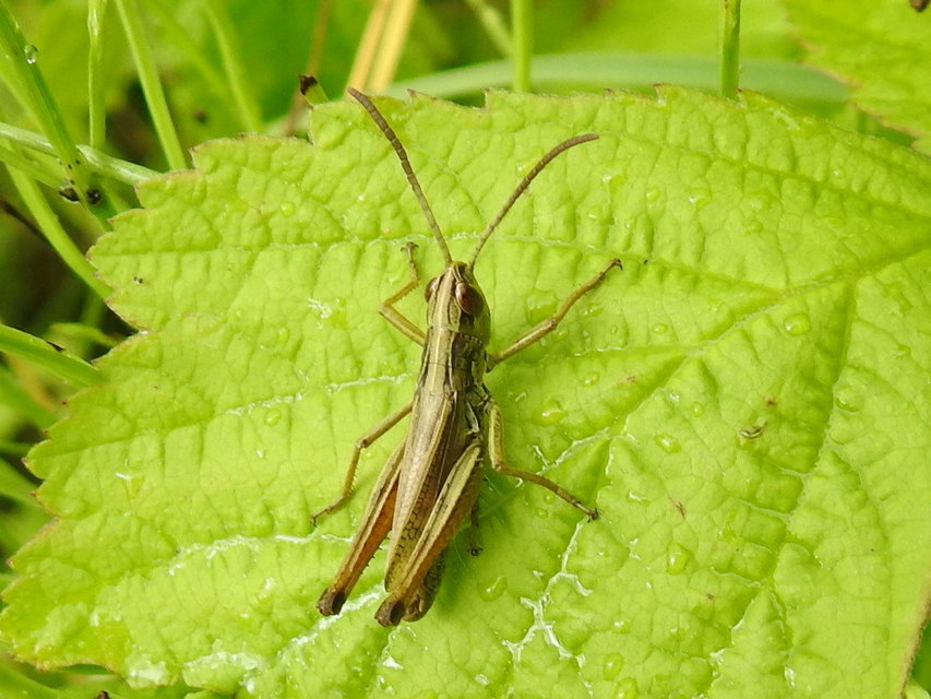 Pseudochorthippus parallelus - közönséges rétisáska