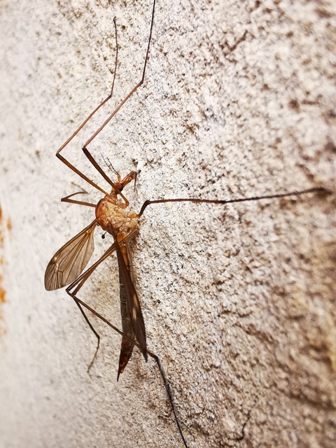 Tipula