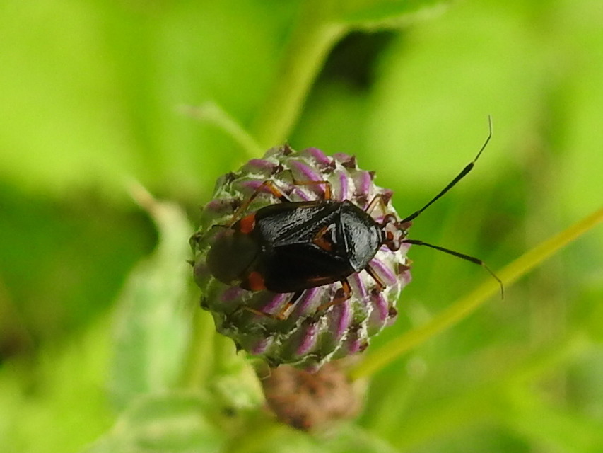 Deraeocoris ruber - vöröses mezeipoloska