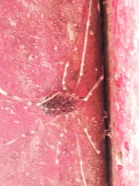Opilio